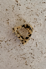 Charlie Acetate Hair Claw Clip - Light Tort