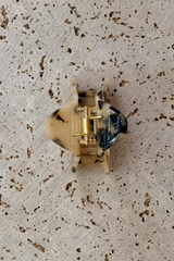 Charlie Acetate Hair Claw Clip - Light Tort