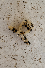 Leah Acetate Loop Hair Claw Clip - Light Tort - The Self Styler