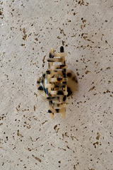 Leah Acetate Loop Hair Claw Clip - Light Tort - The Self Styler